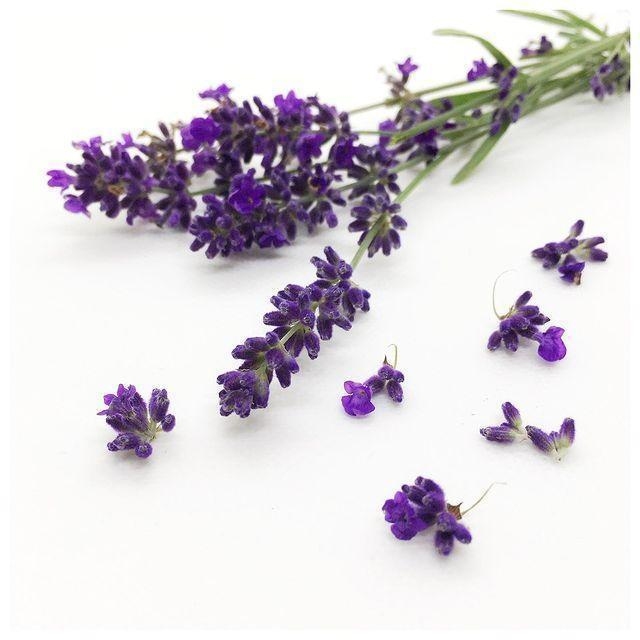 Lavendel Dufts&auml;ckchen