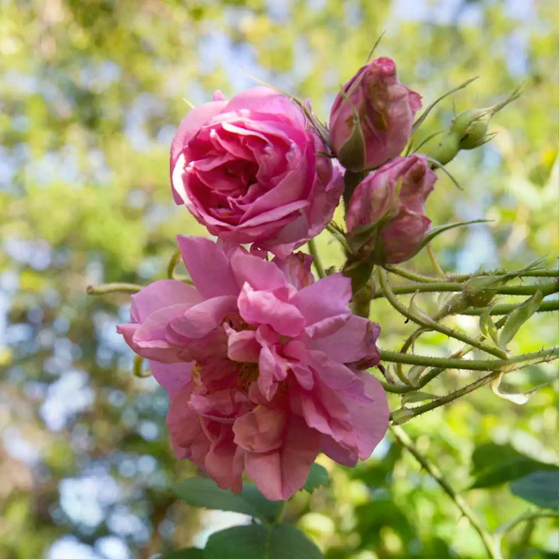 Rose bulgarisch bio 10 % 5 ml