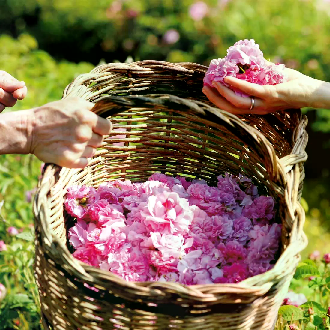 Rose bulgarisch bio 10 % 5 ml